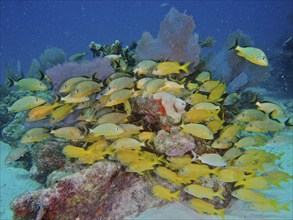 A dense shoal of yellow fish, bluestriped grunt (Haemulon sciurus) and French grunts (Haemulon