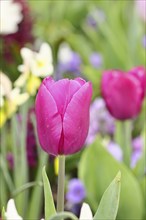 Tulip (Tulipa), flower red colour in a flower bed Wilnsdorf, North Rhine-Westphalia, Germany,