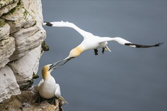 Northern Gannet, Morus bassanus, bird in flight over sea, Bempton Cliffs, North Yorkshire, England,