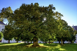 Lime tree, Obermarchtal Monastery, Obermarchtal, Alb-Donau district, Upper Swabia,