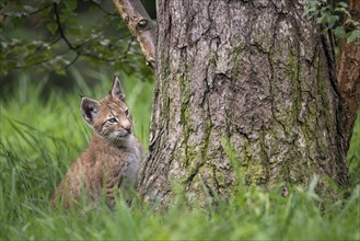 Young lynx (Lynx lynx), Haltern, North Rhine-Westphalia, Germany, Europe