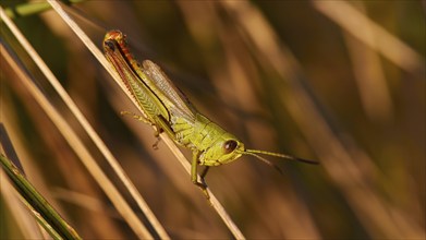 Green locust (locusta), in profile, sitting on a blade of grass in the sunlight, Strofilia biotope,