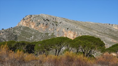 Rocky mountain landscape visible over treetops (Pineae), against a blue sky, Strofilia biotope,