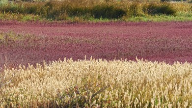 Field with red and green plants under a clear sky, Strofilia biotope, wetlands, Kalogria,