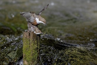 White-throated Dipper (Cinclus cinclus) copula on wooden pole in water, Austria, Upper Austria,