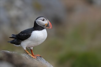 Puffin (Fratercula arctica) on rocks, Norway, Runde Island, Europe