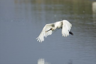 Eurasian spoonbill (Platalea leucorodia) adult bird flying low over a shallow lagoon, England,