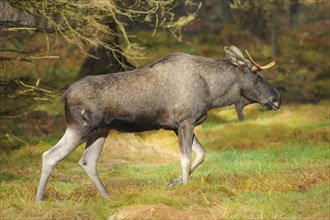 Close-up of an Eurasian elk (Alces alces) or moose in autumn in the bavarian forest