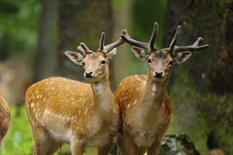 Two fallow deer (Dama dama) males in the forest near Regen, Bavaria