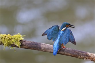 Kingfisher (Alcedo atthis) during plumage care, kingfishers (Alcedinidae), Inzigkofen, Upper Danube