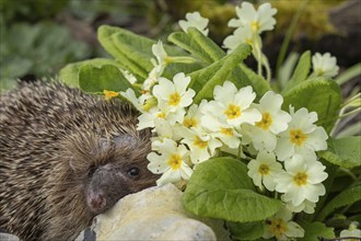 European hedgehog (Erinaceus europaeus) adult animal in a garden next to a Primrose flower in the