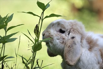 Rabbit (Oryctolagus cuniculus domestica), ram rabbit, floppy ears, portrait, eating, A ram rabbit