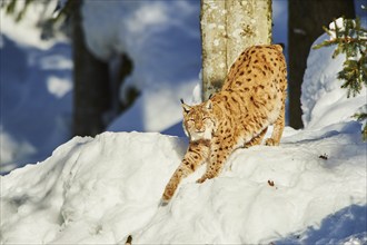 Eurasian lynx (Lynx lynx) in winter, captive, Bavarian Forest National Park, Bavaria, Germany,