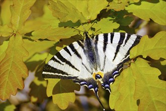 Scarce swallowtail (Iphiclides podalirius), May, Lusatia, Saxony, Germany, Europe