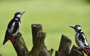 Great spotted woodpeckers