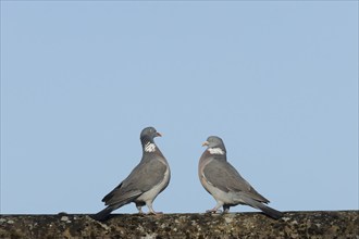 Wood pigeon (Columba palumbus) two adult birds performing their courtship display on an urban