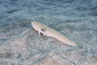 A poisonous Petermännchen (Trachinus draco) lies quietly on sandy ground under water. Dive site