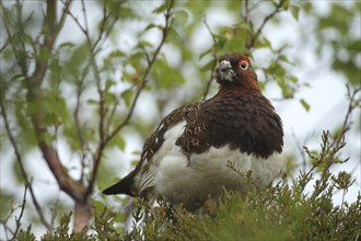 Willow ptarmigan (Lagopus lagopus) securing cock, Lofoten, Norway, Scandinavia, Europe