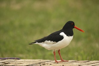 Oystercatcher (Haematopus ostralegus) Lofoten, Norway, Scandinavia, Europe