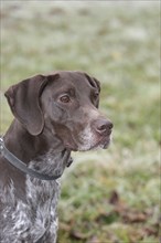 Hunting dog German shorthair, portrait, Lower Austria, Austria, Europe