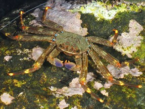 An nimble spray crab (Percnon gibbesi) with orange-red legs and brown-green shell on a reef. Dive