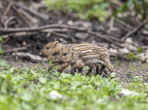 Wild boar (Sus scrofa) with young boar, Eningen pasture in the Swabian Alb. Eningen unter Achalm,