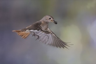 Common redstart (Phoenicurus phoenicurus), female approaching the nest with food in her beak, North