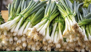 Vegetable, spring onion or spring onion, also known as winter onion, Allium fistulosum, in a bunch