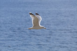 European herring gull (Larus argentatus) in flight, Kiel Fjord, Kiel, Schleswig-Holstein, Germany,