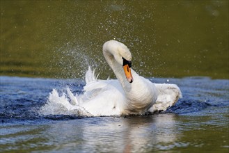 Mute swan (Cygnus olor), Germany, Europe