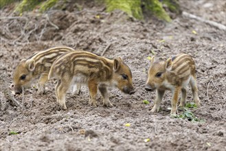 Young wild boars (Sus scrofa), Germany, Europe