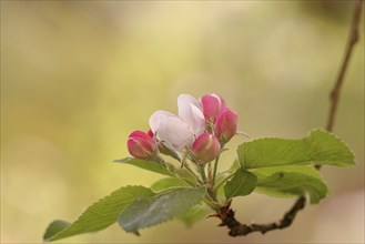 Apple blossoms (Malus), white and pink flowers, Wilnsdorf, Nordrhein. Westphalia, Germany, Europe