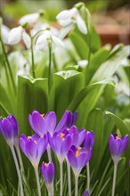 Purple crocuses (Crocus) growing in front of snowdrop (Galanthus), Neunkirchen, Lower Austria,