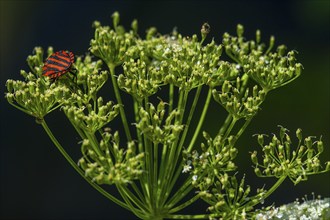 Italian striped-bug (Graphosoma lineatum) on a goutweed flower (Aegopodium podagraria),