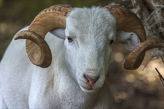 Portrait of a horned, white Moorschnucke (Ovis aries), shorn, Mecklenburg-Vorpommern, Germany,