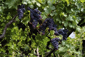 Ripe grapes, grapes, red, hanging on vines, viticulture, agriculture, agribusiness, Schenna, Scena,