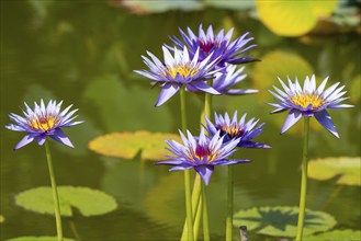 Tropical water lily (Nymphaea), Rhonda Kay, flowering, North Rhine-Westphalia, Germany, Europe