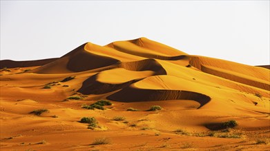 Wind-sculpted curved sand dunes in the Rub al Khali desert, Dhofar province, Arabian Peninsula,