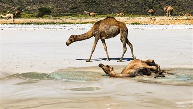 Camels (Camelidae) refreshing themselves on the Fazayat beach of Al Hauta, Dhofar Province, Arabian