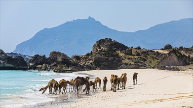 Camels (Camelidae) on the Fazayat beach of Al Hauta, Dhofar Province, Arabian Peninsula, Sultanate