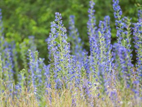 Viper's bugloss (Echium vulgare), flowering, Thuringia, Germany, Europe