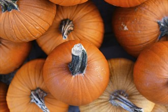 Top view of orange 'Baby Bear' pumpkin for sale at market