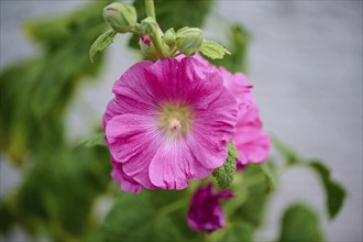 Blooming pink hibiscus (Hibiscus), with buds, close-up, summer, Germany, Europe