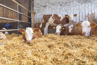 Several calves resting on a layer of straw in a barn, Haselstaller Hof, Gechingen, Black Forest,