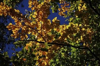 Autumn leaves, October, Germany, Europe