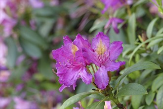 Rhododendron flowers (Rhododendron Homer), purple flowers, in a garden, Wilnsdorf, North