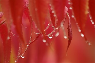 Vinegar tree after rain in autumn, Germany, Europe