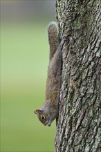 American grey squirrel (Sciurus carolinensis), climbing headfirst down a tree trunk, Pembroke