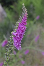 Common foxglove (Digitalis purpurea), flowers, from the plantain family, highly toxic, deadly