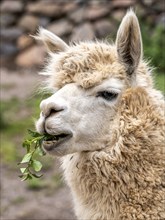 Alpaca (Lama pacos), Inca complex at Pisac, Sacred Valley of the Incas, Cusco, Peru, South America